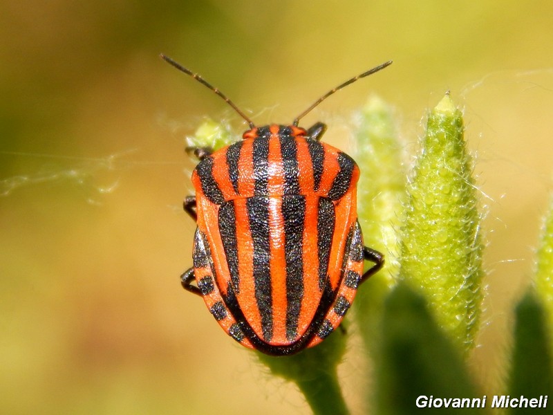 Pentatomidae del Parco del Ticino